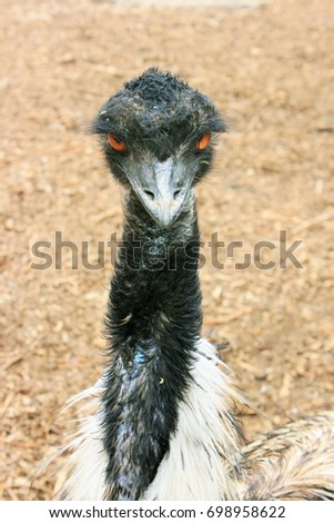 Portrait picture of Emu, the second-largest living bird by height.