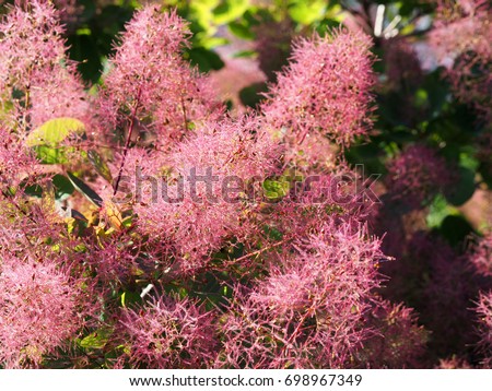 Cotinus coggygria, rhus cotinus, smoketree, smoke tree, smoke bush, or dyer's sumach is a species of flowering plant. Natural green and pink flower background Royalty-Free Stock Photo #698967349