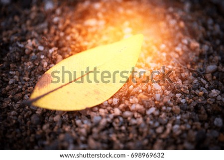 pastel orange light on yellow dry leaf in the ground, dark tone, nature background