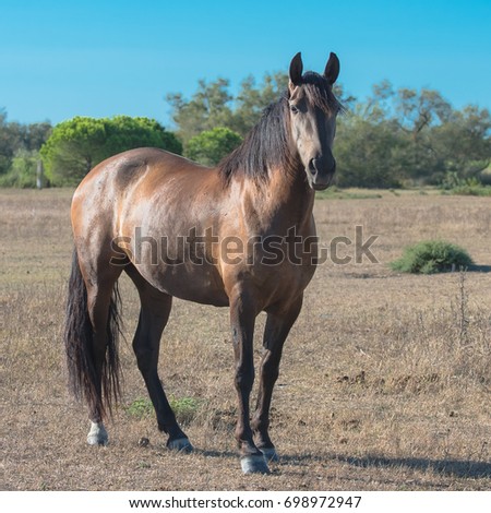      Beautiful brown horse in a field, kind look
