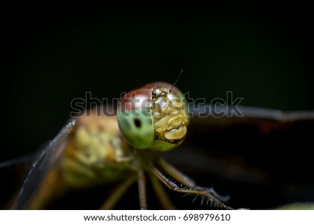 Beautiful nature pictures dragonfly Show the details of the head and eyes are amazing