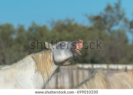 Camargue horse neighing in a field, funny head