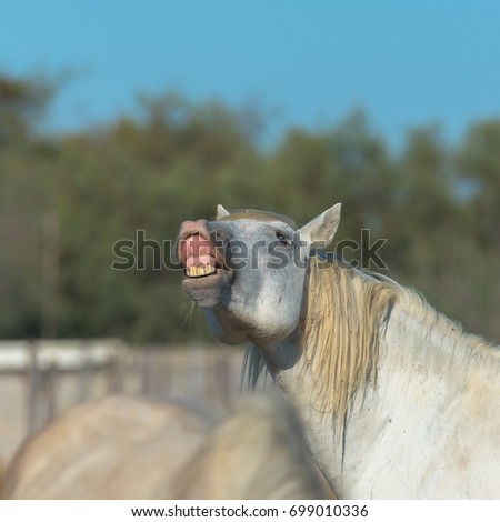 Camargue horse neighing in a field, funny head