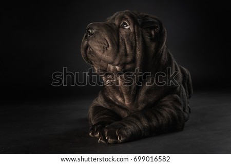 Shar Pei puppy - 3 months