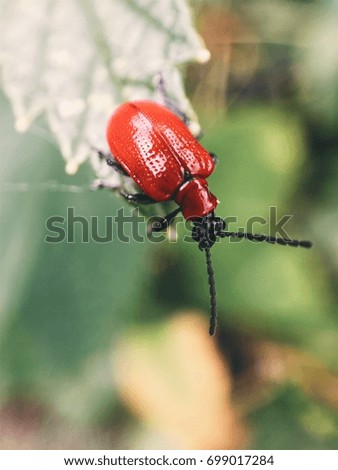 macro red beetle