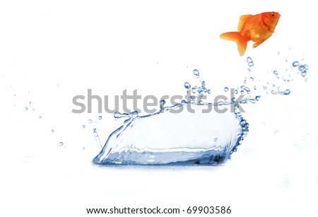 golden fish jumping from water