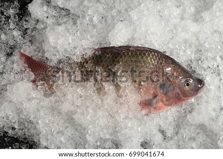 Fresh Nile tilapia Mango fish Nilotica Fish on Ice and black Background.