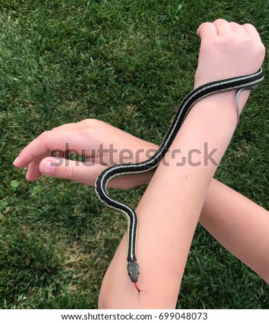 Black and white striped garter snake with red forked tongue curled around arms of child
