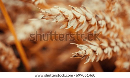 Ears Wheat or Rye close up. Wonderful Rural Scenery. Small Depth of Fields. Soft Focus. Rural Background. Creative Picture of Nature.  Label art design. Idea of Rich Harvest.