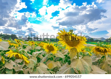 Beautiful sunflower field The mountain is behind. On a bright sky.
