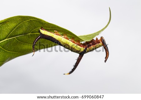 Close up caterpillar of Common map (Cyrestis thyodamas ) butterfly resting on host plant leaf