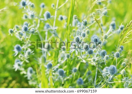 Blue flowers on a green grass. Stock nature photography