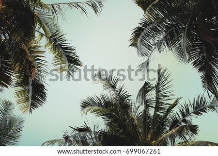 Coconut trees and the blue sky under the sun vintage style.