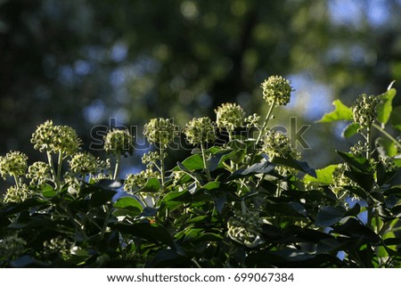 ivy blossoms
