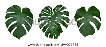 Monstera plant leaves, the tropical evergreen vine isolated on white background, clipping path included Royalty-Free Stock Photo #699071755