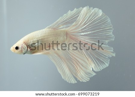 White siamese figthing fish isolated on white background, Thailand