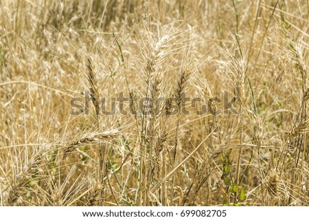 Ready-to-harvest dried wheat spike pictures,
