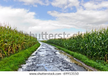 Country road between corn fields just after rain