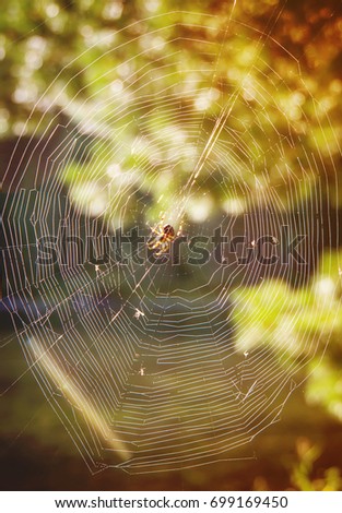 foggy morning and web with a spider in a forest in the sunlight