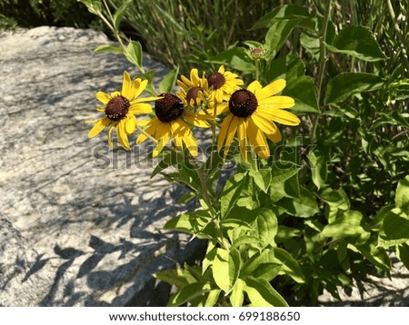 Close up photo of sunflowers in a field off the stone path in the background on a bright sunny day