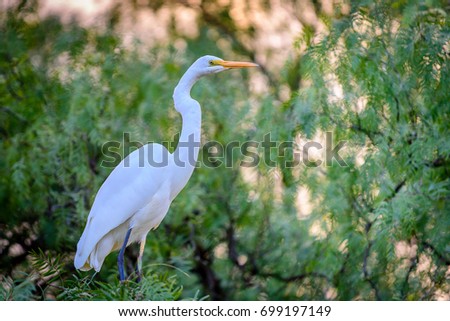 A white Great Egret bird with orange beak is sitting on a branch in a tree of green leaves