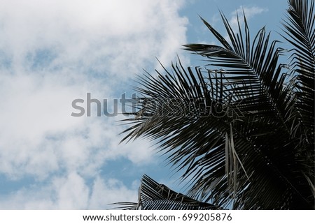 Coconut leaf 