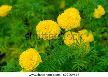 Close-Up Of Marigolds Blooming In Field.