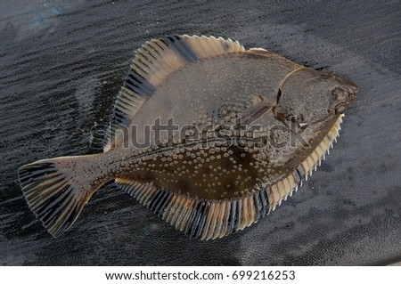 Flatfish flounder, stove