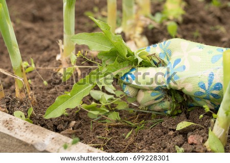 Hand Of Female Gardening Weeding Weed Plants Grass In Vegetable Beds Of Onion Close Up. Control Of Weeds.