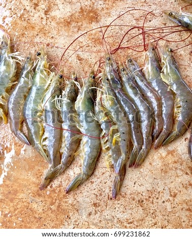 Picture of white shrimp. The animal economy. fresh shrimp. Selected shrimps for export.