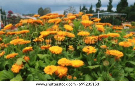 Picture of blur flowers on the garden for background abstract 
