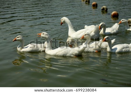 geese on river