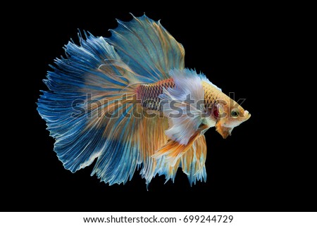 "Halfmoon Betta" capture the moving moment beautiful of siam betta fish in thailand on white background Royalty-Free Stock Photo #699244729