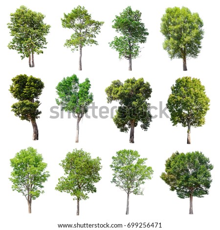 Collection of Isolated Trees on white background , A beautiful trees from Thailand , Suitable for use in architectural design , Decoration work , Used with natural articles both on print and website.