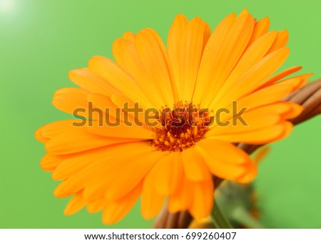 Flower of orange calendula
