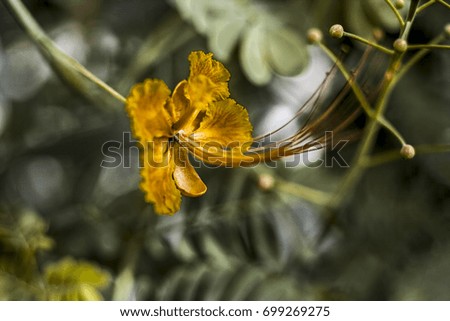 Yellow flowers on the plant.