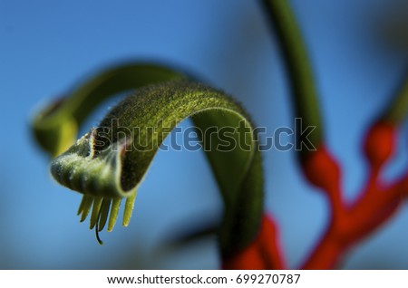 Close up of Kangaroo Paw flower.