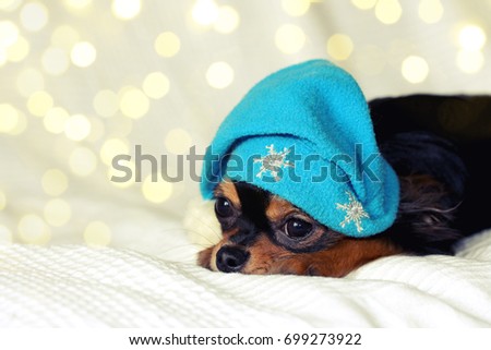 Small chihuahua puppy in blue christmas hat is lying on white blanket, blurry light effect