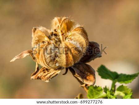 Rupturing Seed Royalty-Free Stock Photo #699277276