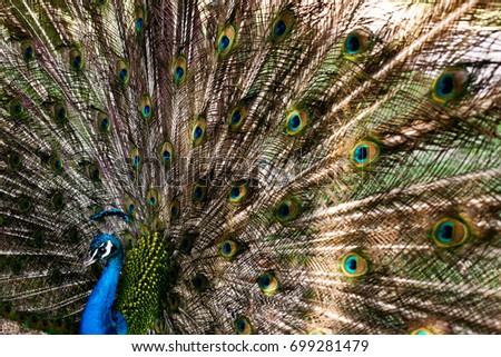 A male peacock spreads its feathers.  An African Peacock.  