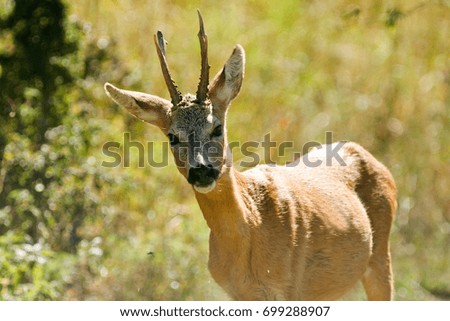 Roe deer photographed in the grass