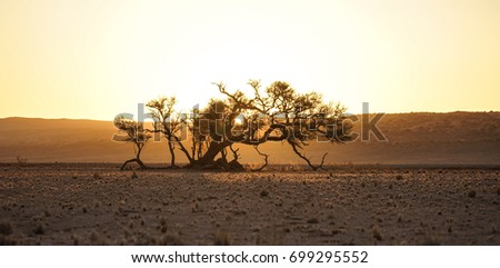 beautiful tree silhouette, Namib desert, Namibia