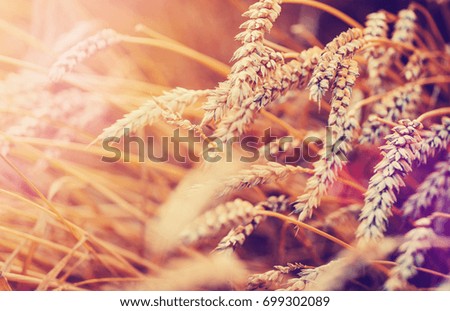 Ears Wheat or Rye close up. Wonderful Rural Scenery. Small Depth of Fields. Soft Focus. Rural Background. Creative Picture of Nature.  Label art design. Idea of Rich Harvest. vintage retro style