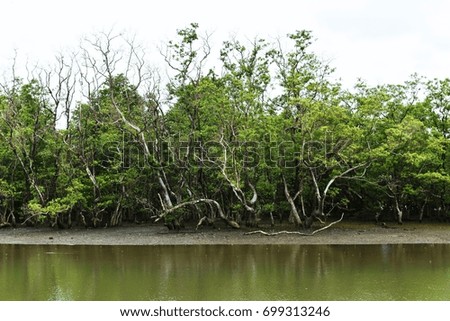mangrove forest beside sea near fisherman village