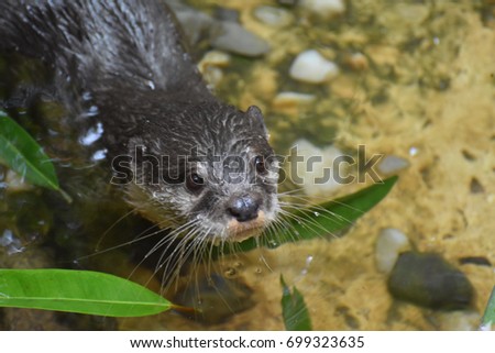 Cute river otter in shallow water looking up.