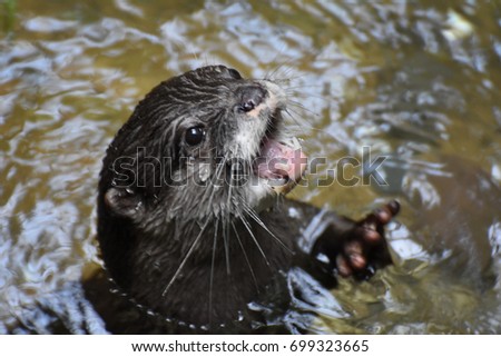 River with a North American River otter with his mouth open showing his teeth off. Royalty-Free Stock Photo #699323665