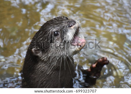 Cute river otter crying out and reaching up and out of the water.