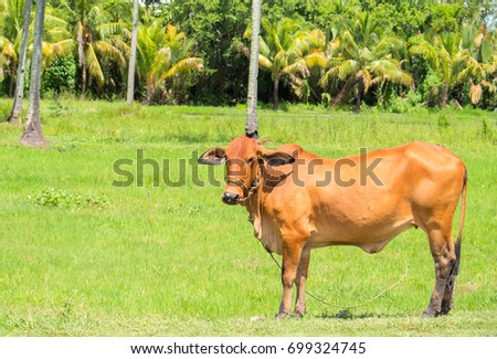 Red cow on green grass. Young red cow in the meadow. Tropical landscape with palm trees. Green grass and adult cow. Domestic animal portrait. Yellow brown cow on sunny grass. Summer dairy milk banner