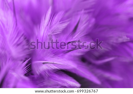 Violet chicken feathers in soft and blur style for the background