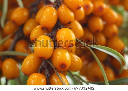 Sea buckthorn berries close-up. Seaberry. Hippophae